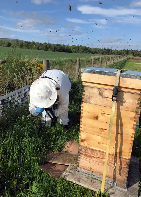 Dani in her beekeeping suit